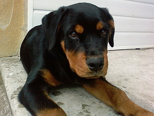 short-coated brown and black puppy lying on white concrete floor